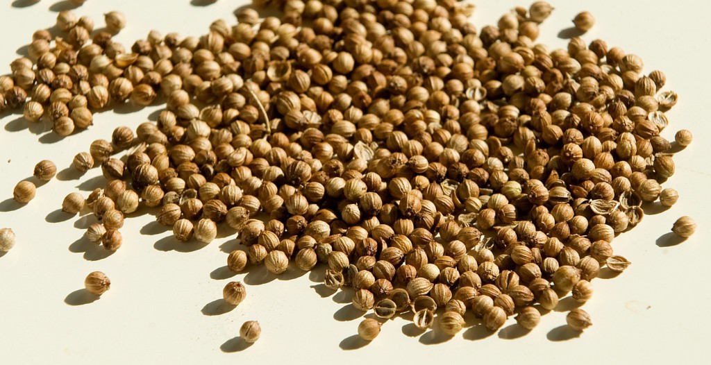 coriander